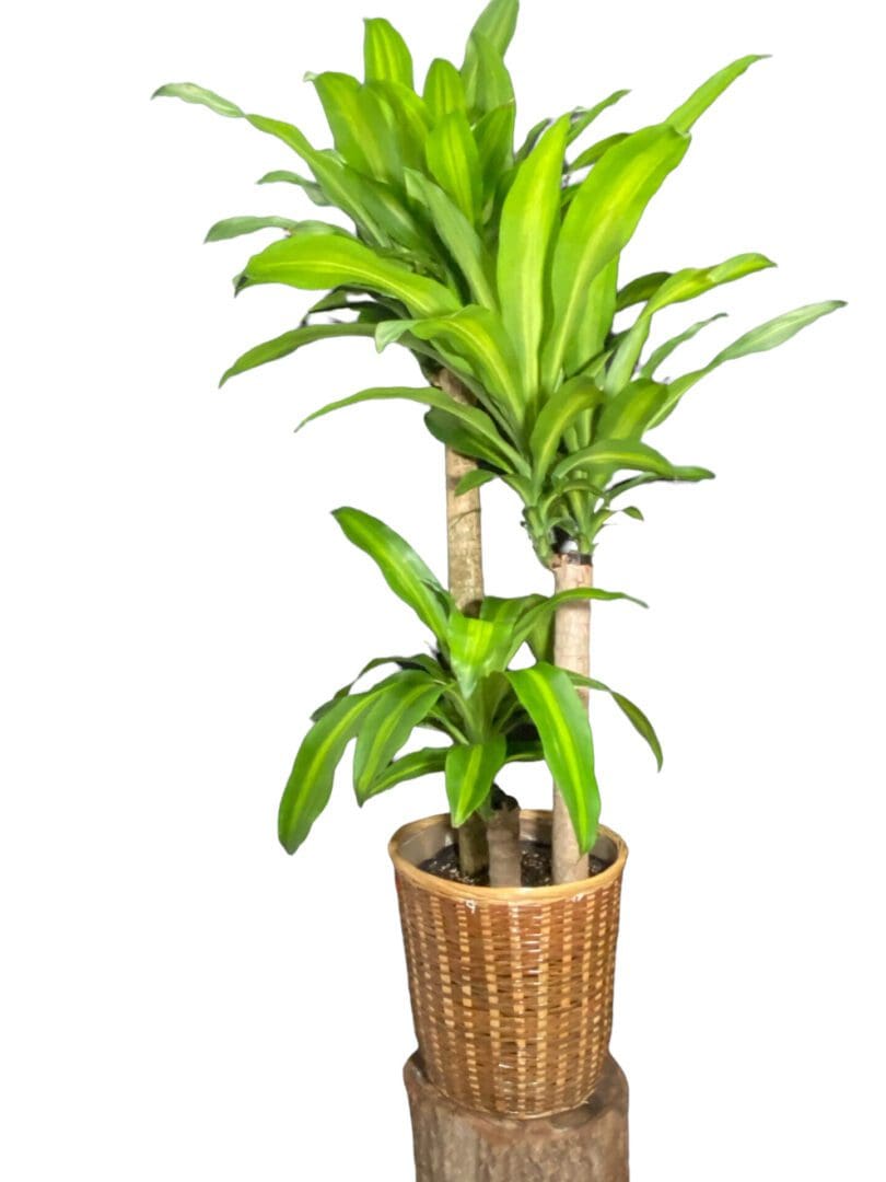 3Lü Masengena