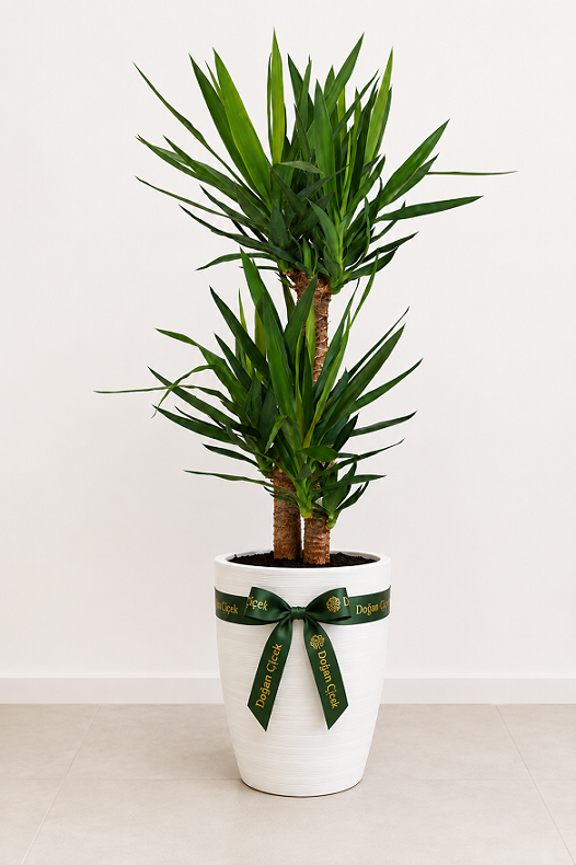 Yukcca Bitkisi 150 cm