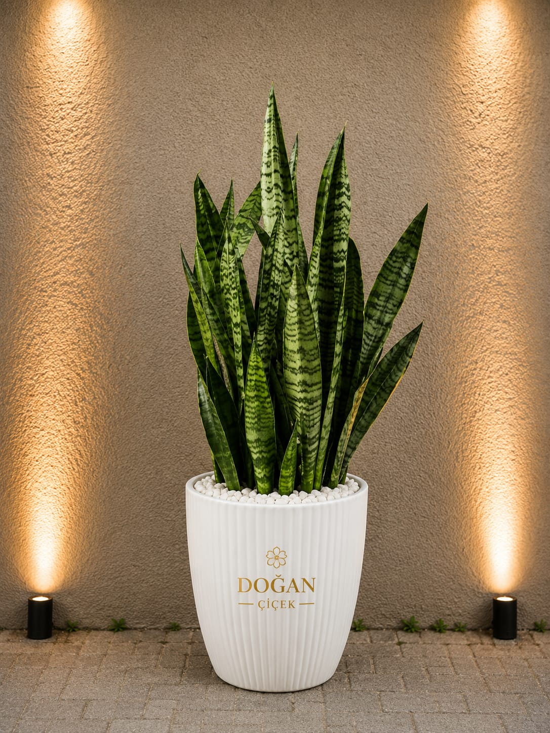 Sansevieria trifasciata, Kýlýç Bitkisi