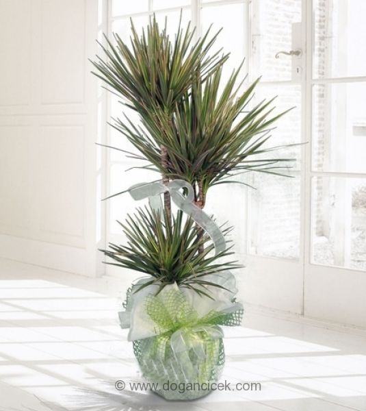 Marginata Bitkisi