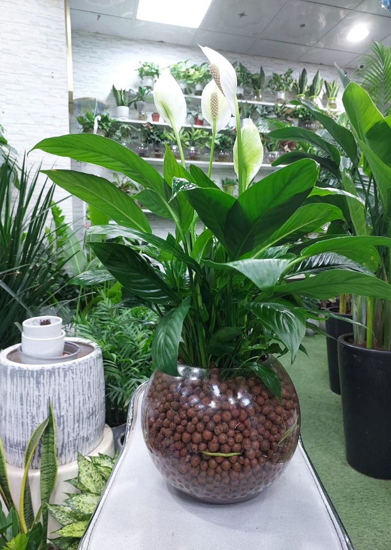 Fanusta Sipatilfilyum